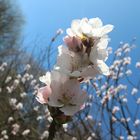 Mandelblüte 2014 - 004 - Edenkoben - Pfalz