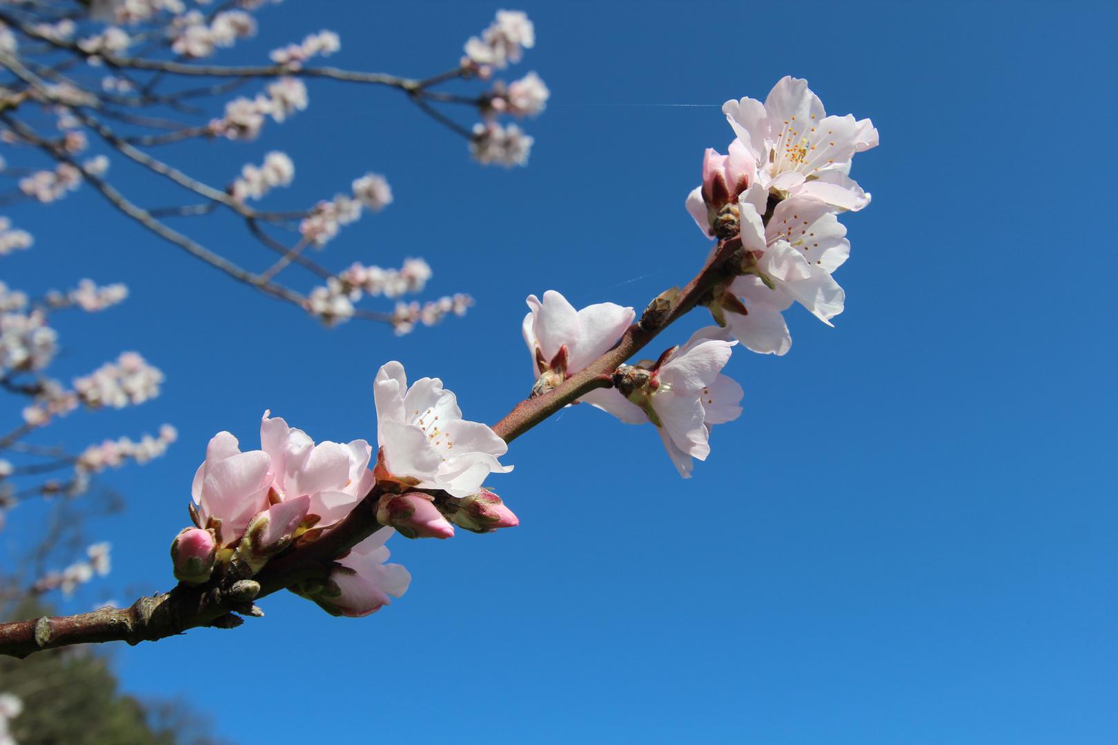 Mandelblüte 2014 - 005 - Edenkoben - Pfalz