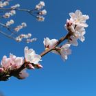 Mandelblüte 2014 - 005 - Edenkoben - Pfalz