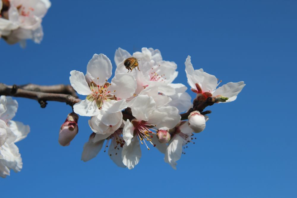 Mandelblüte 2014 - 006 - Edenkoben - Pfalz