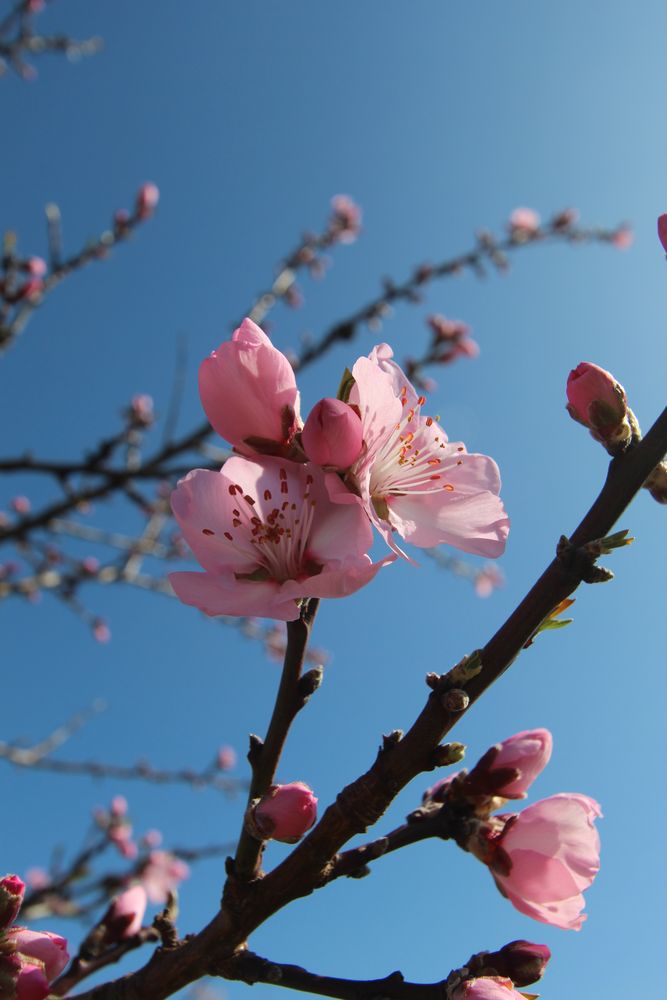 Mandelblüte 2014 - 007 - Edenkoben - Pfalz