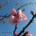 Mandelblüte 2014 - 007 - Edenkoben - Pfalz