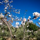 Mandelblüte 2018