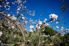 Mandelblüte 2018