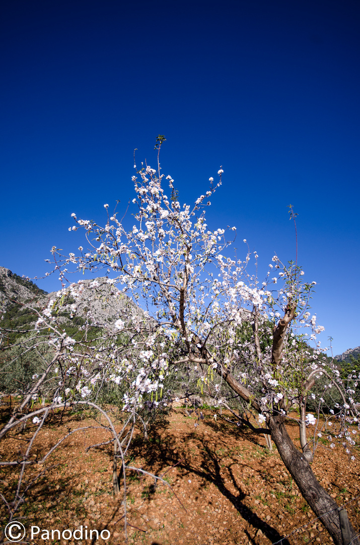 Mandelblüte 2018 (Mallorca)