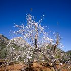 Mandelblüte 2018 (Mallorca)