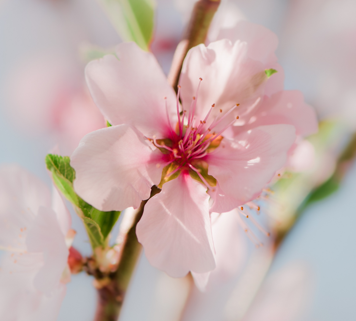 Mandelblüte 2019