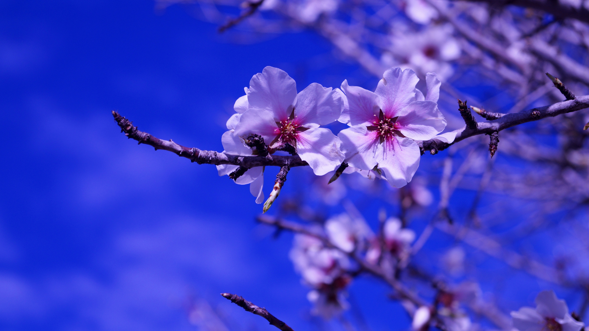 Mandelblüte 2019