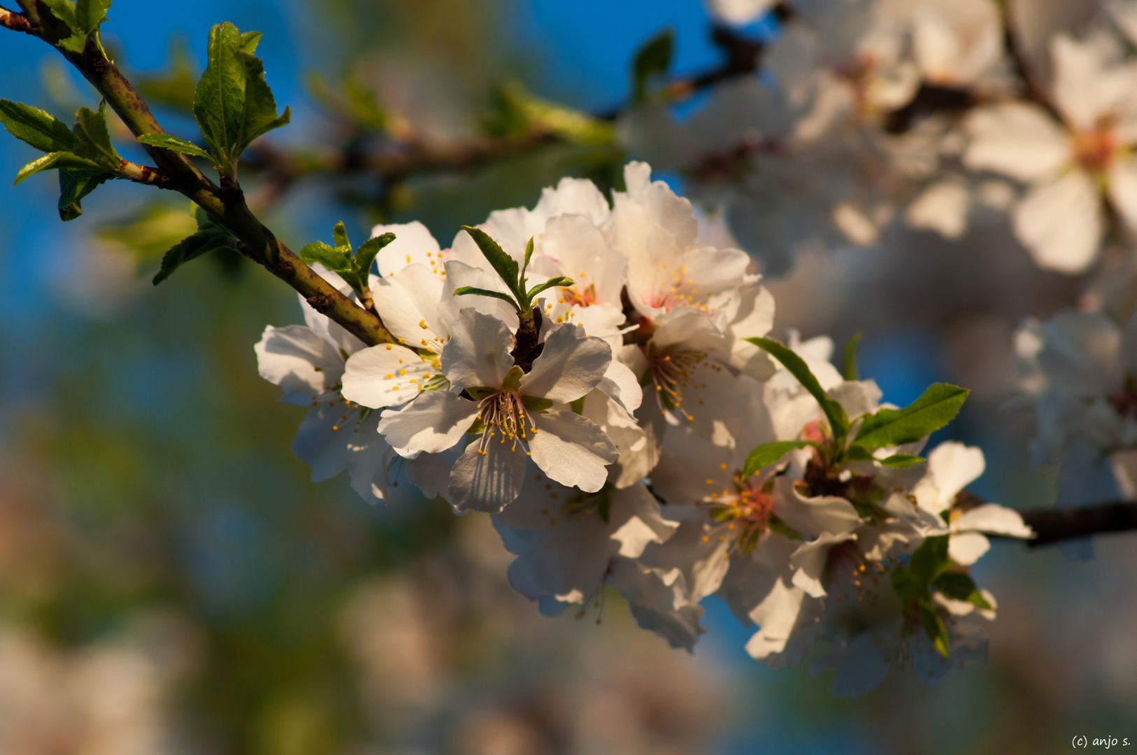 Mandelblüte 2022-1