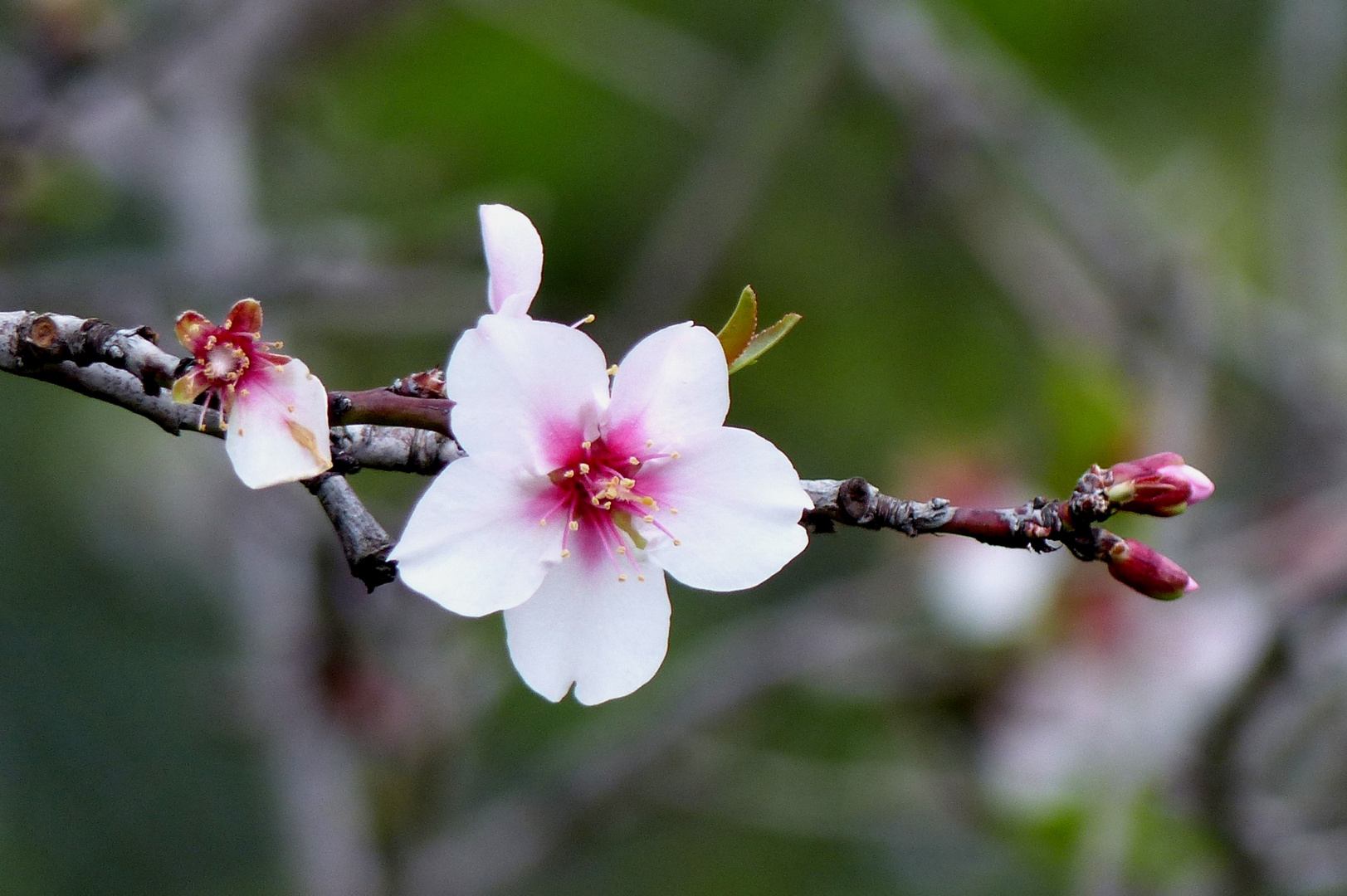 Mandelblüte