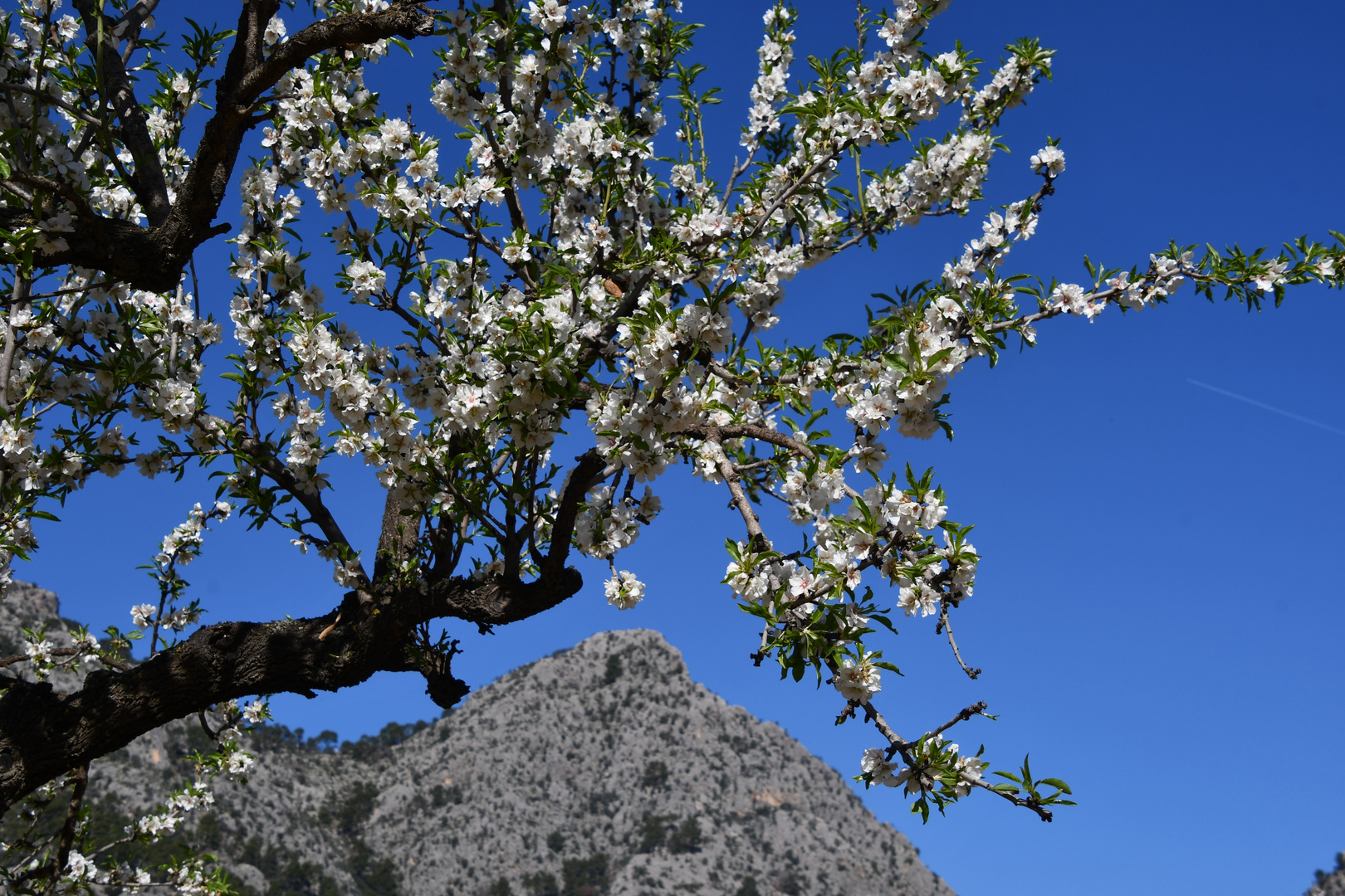 Mandelblüte 