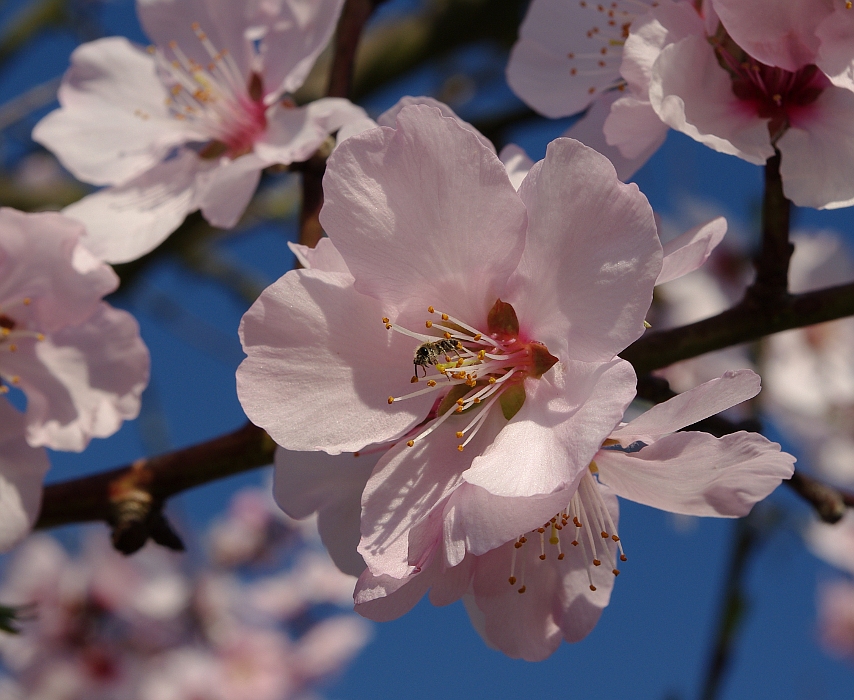 Mandelblüte