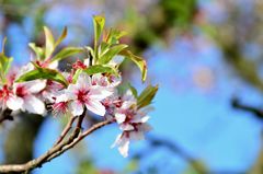 Mandelblüte