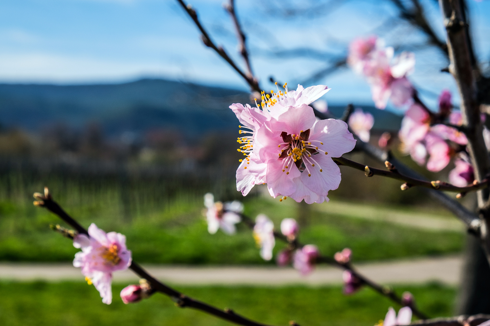 Mandelblüte