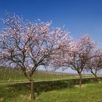 Mandelblüte