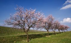 Mandelblüte