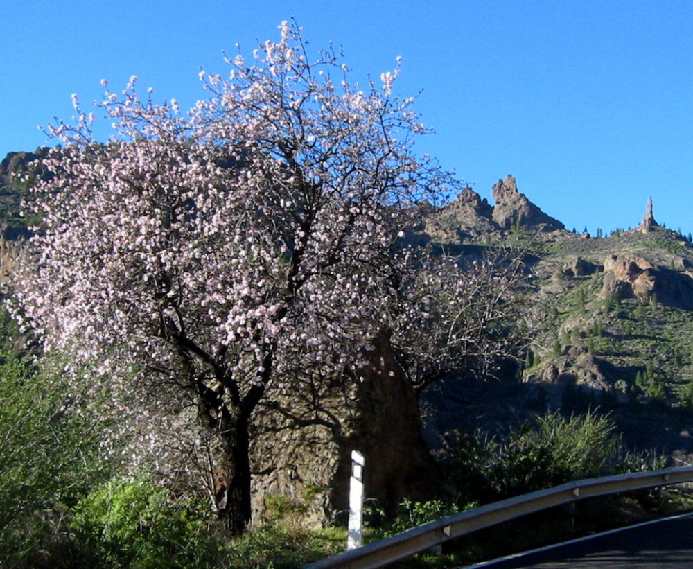 Mandelblüte