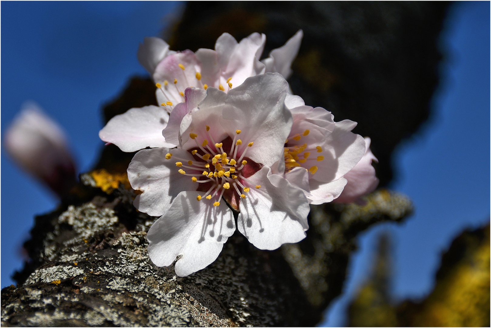 Mandelblüte