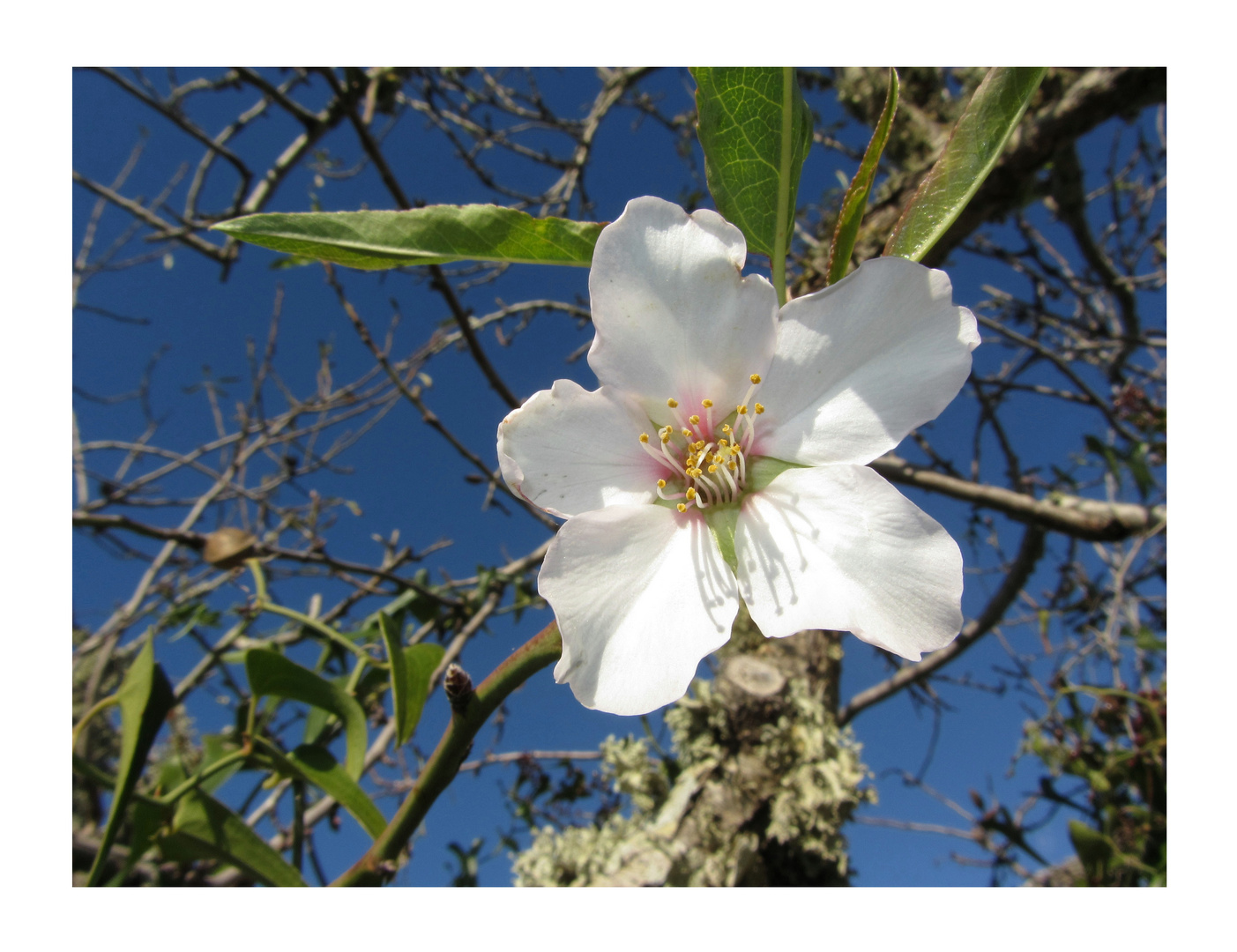 Mandelblüte