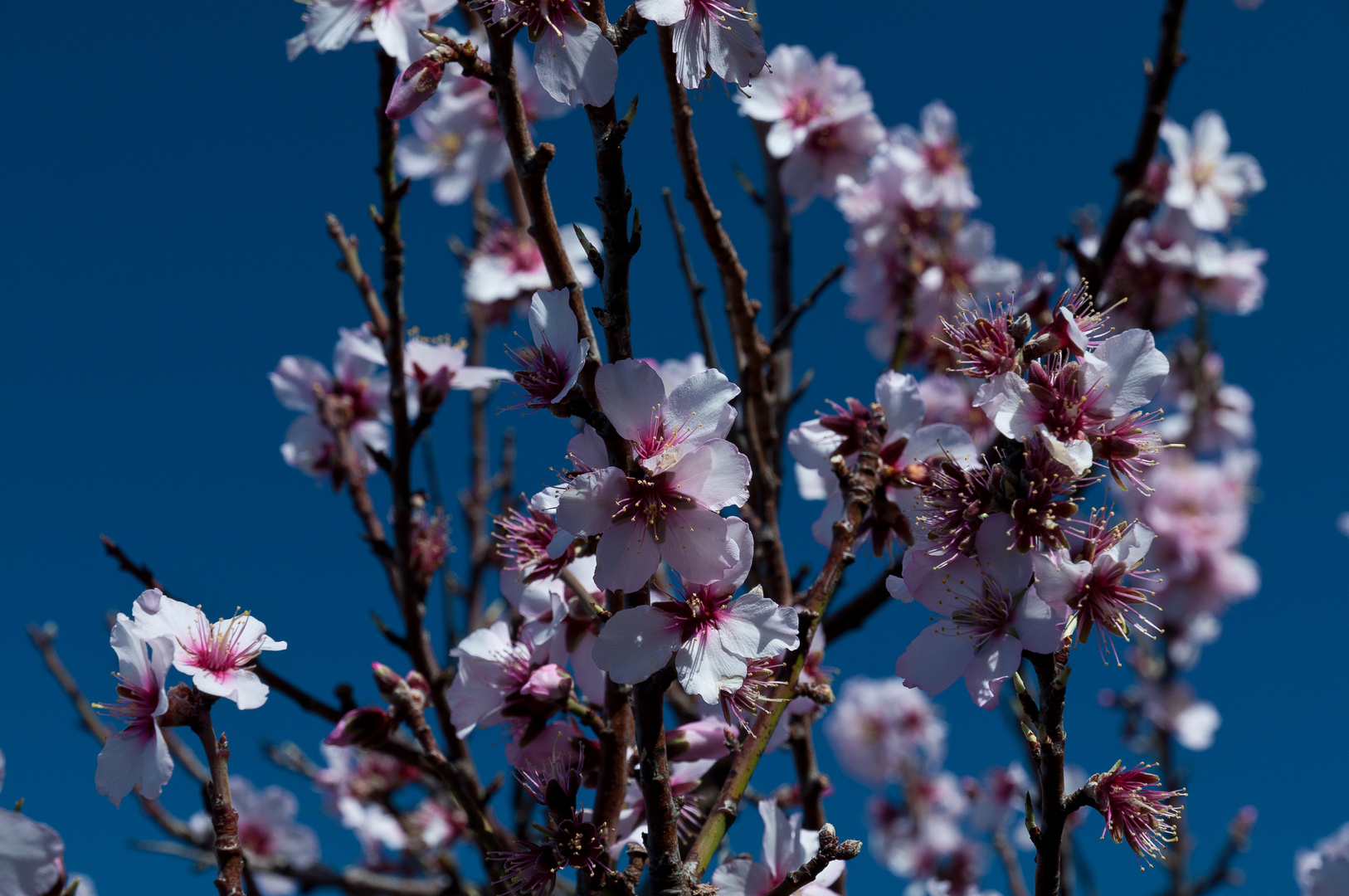 Mandelblüte