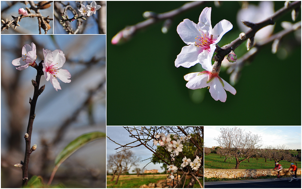 Mandelblüte