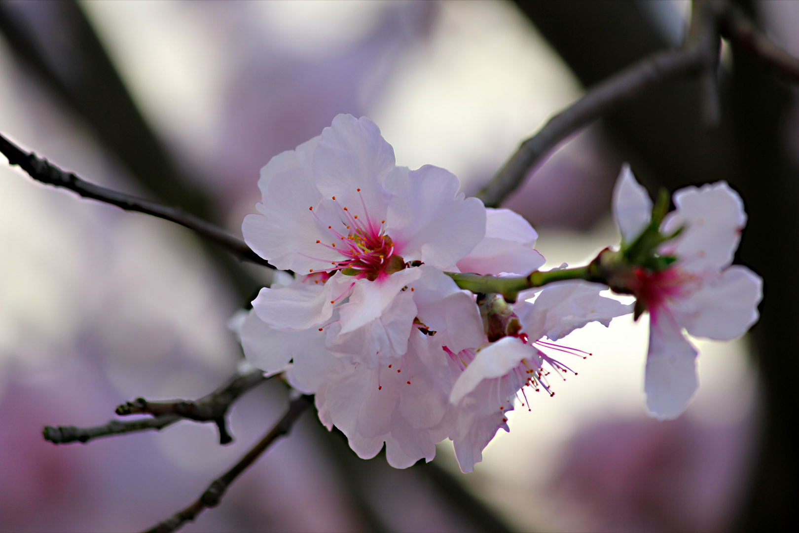 Mandelblüte