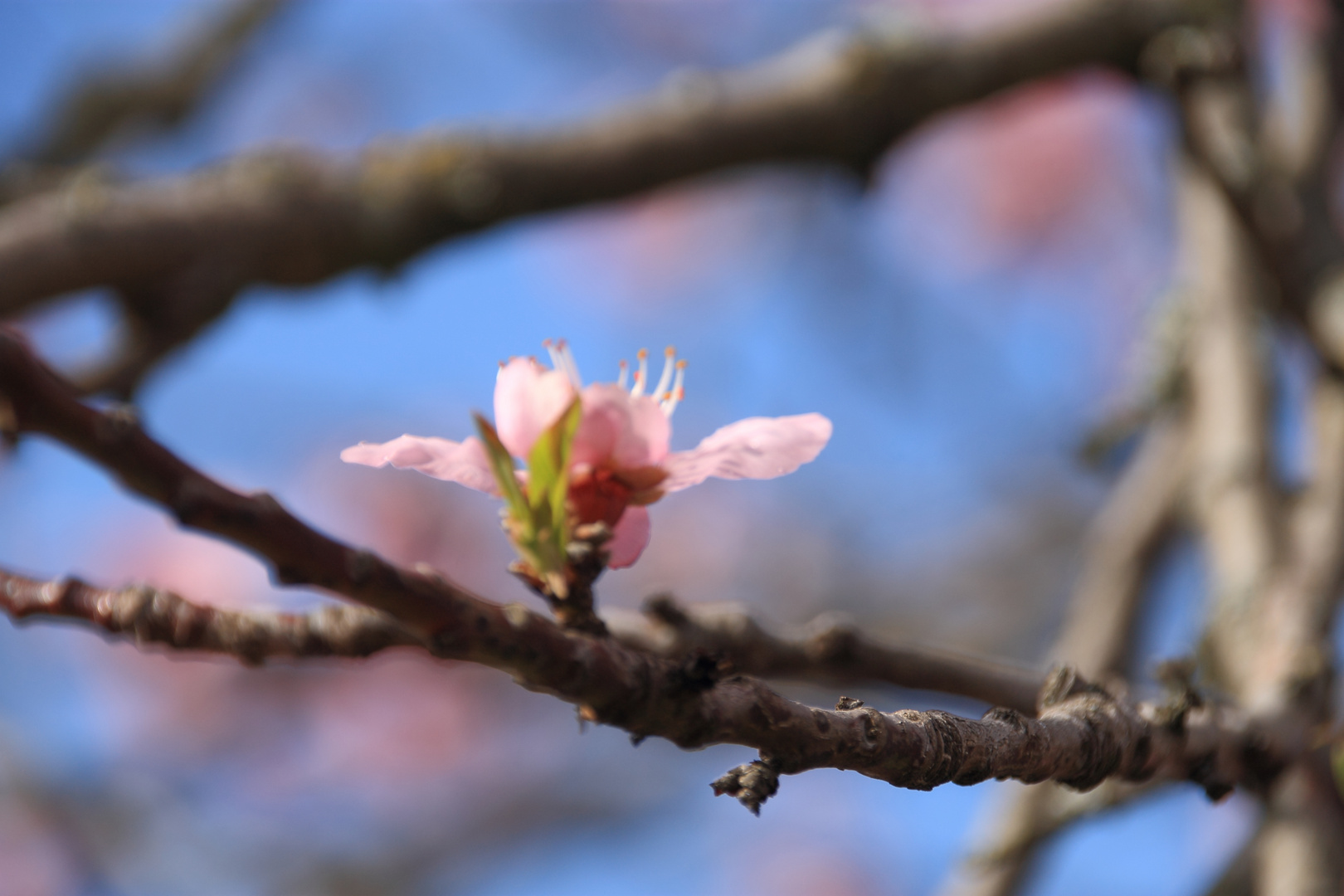 Mandelblüte