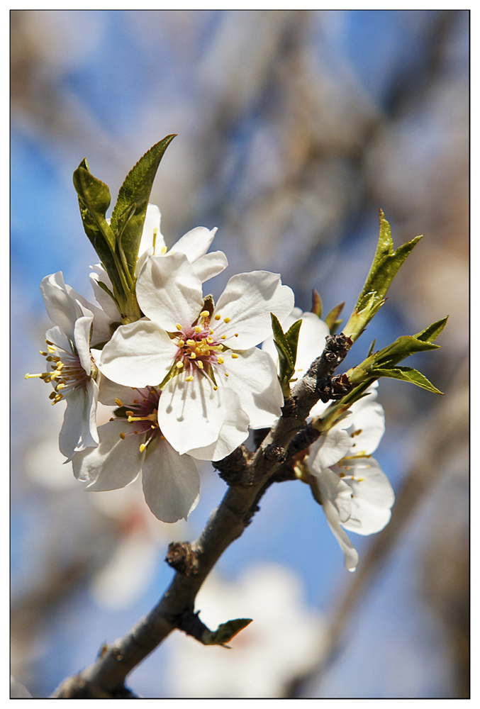 Mandelblüte-3