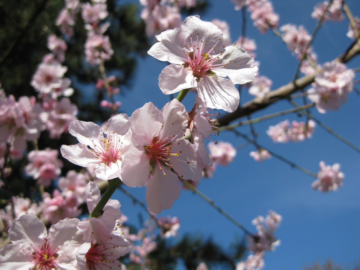 Mandelblüte 3