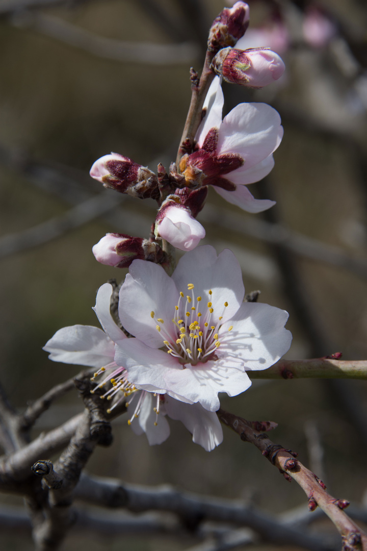 Mandelblüte 3