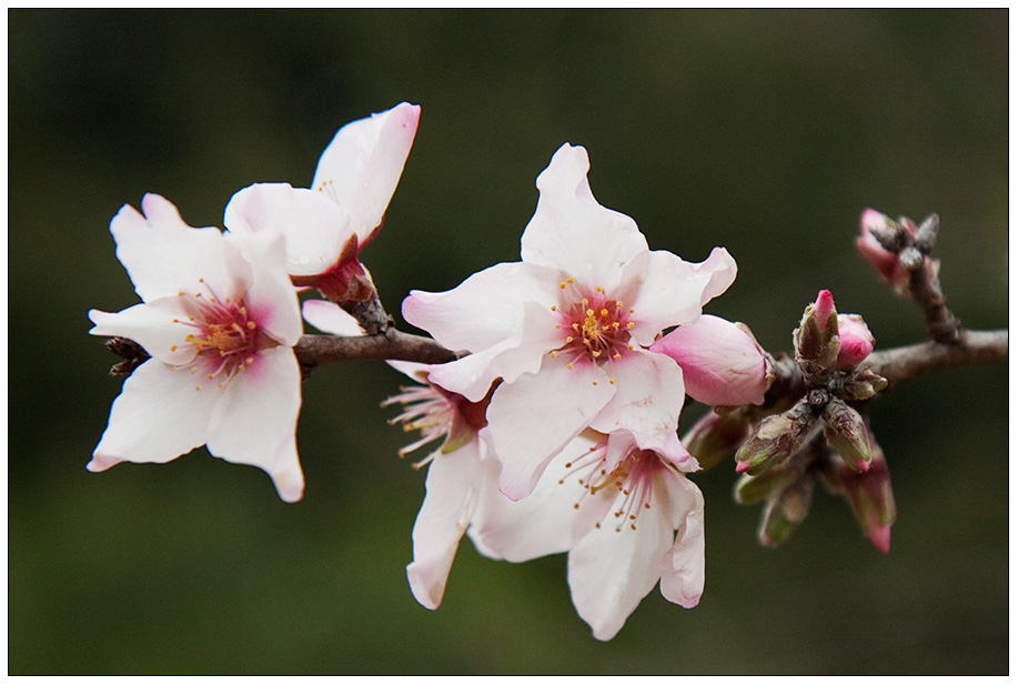 Mandelblüte