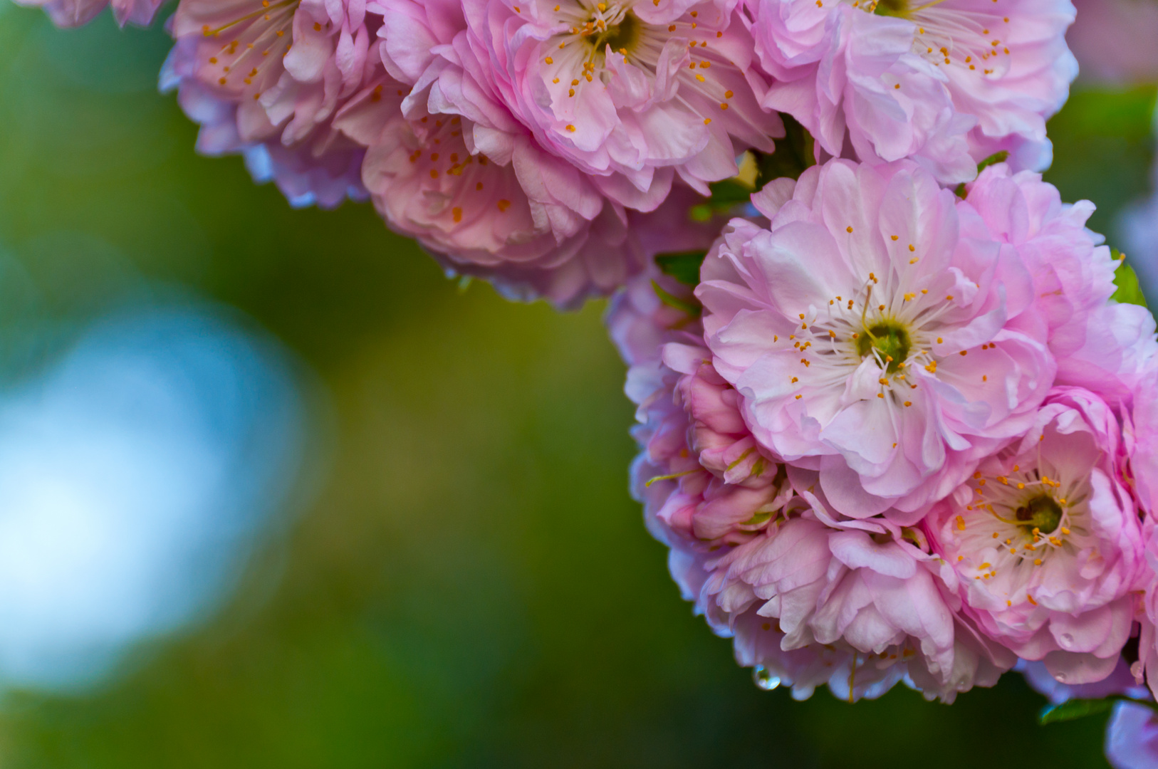 Mandelblüte