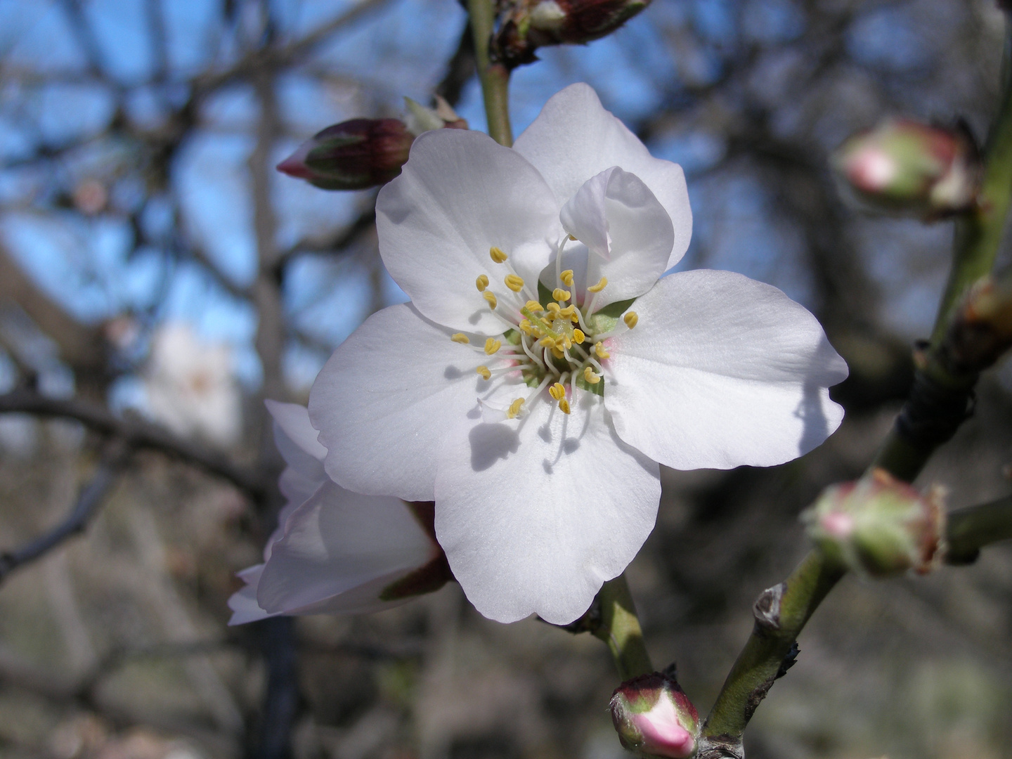 Mandelblüte