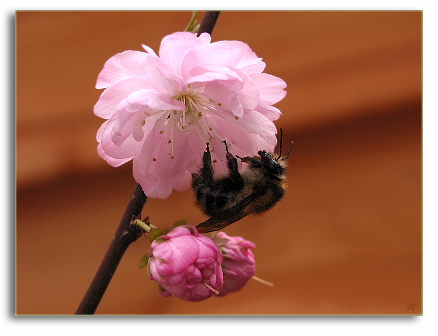 Mandelblüte