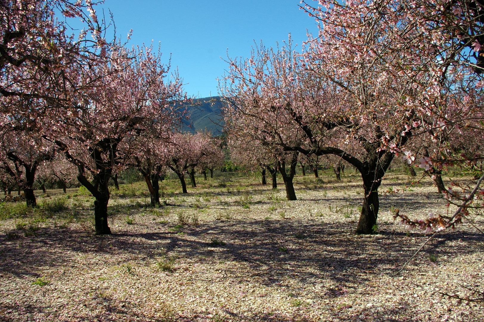 Mandelblüte