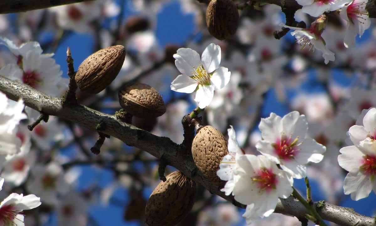 Mandelblüte