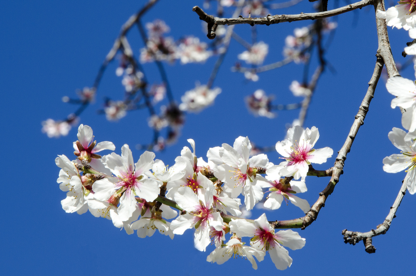 Mandelblüte