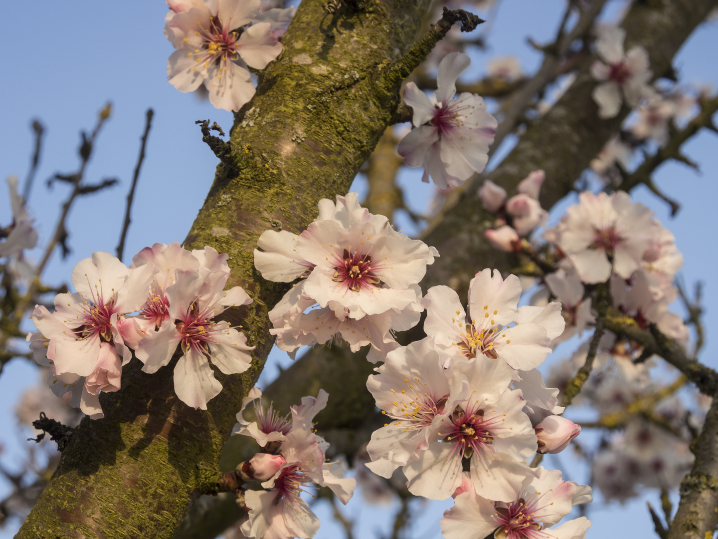 Mandelblüte