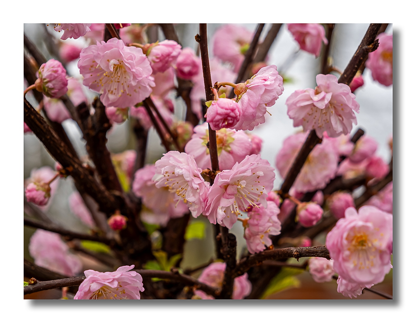 Mandelblüte