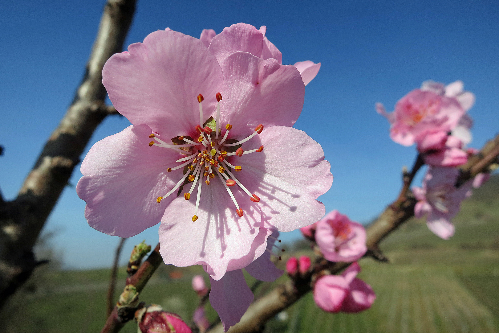 Mandelblüte