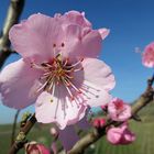 Mandelblüte