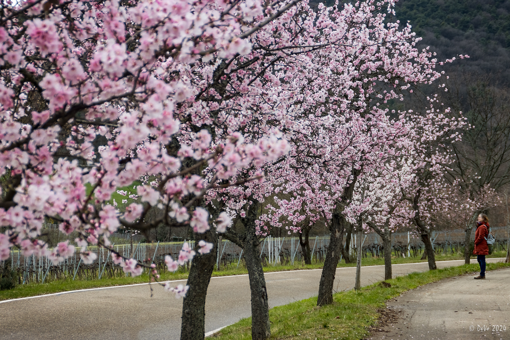 Mandelblüte