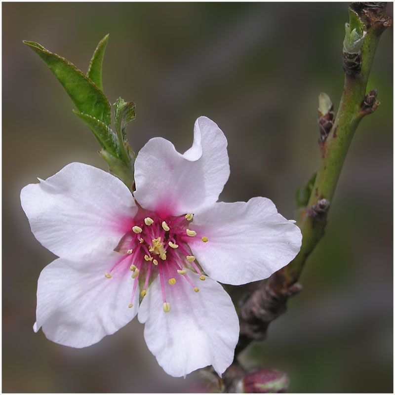 Mandelblüte