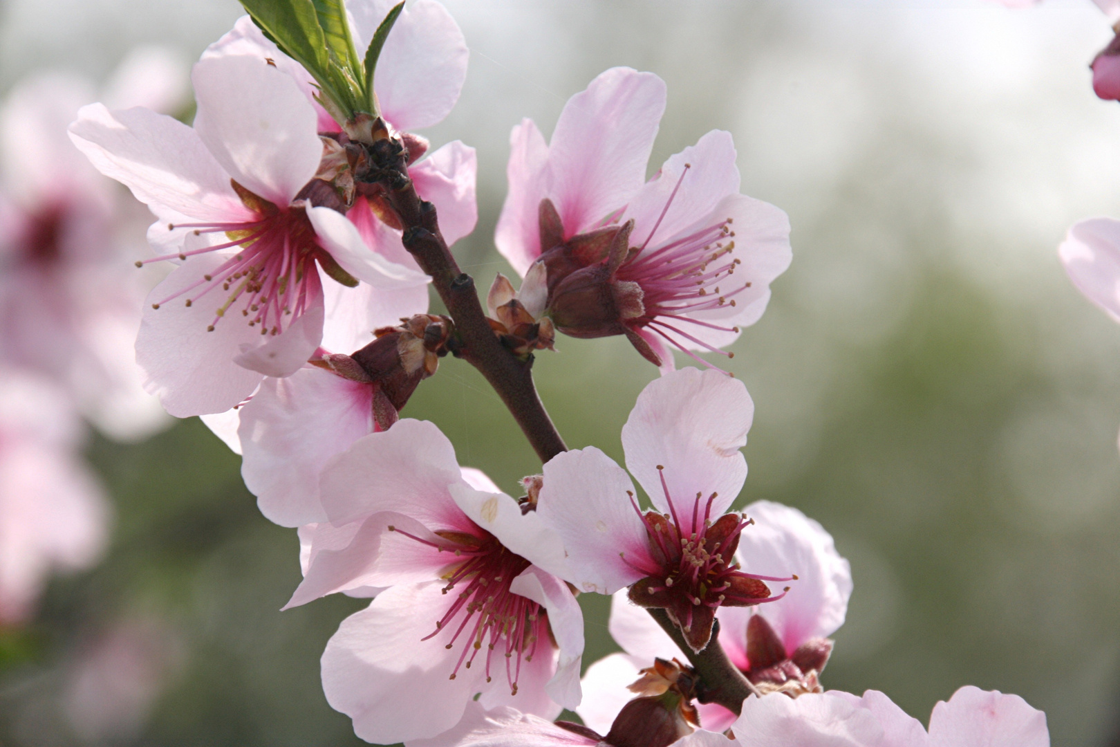 Mandelblüte