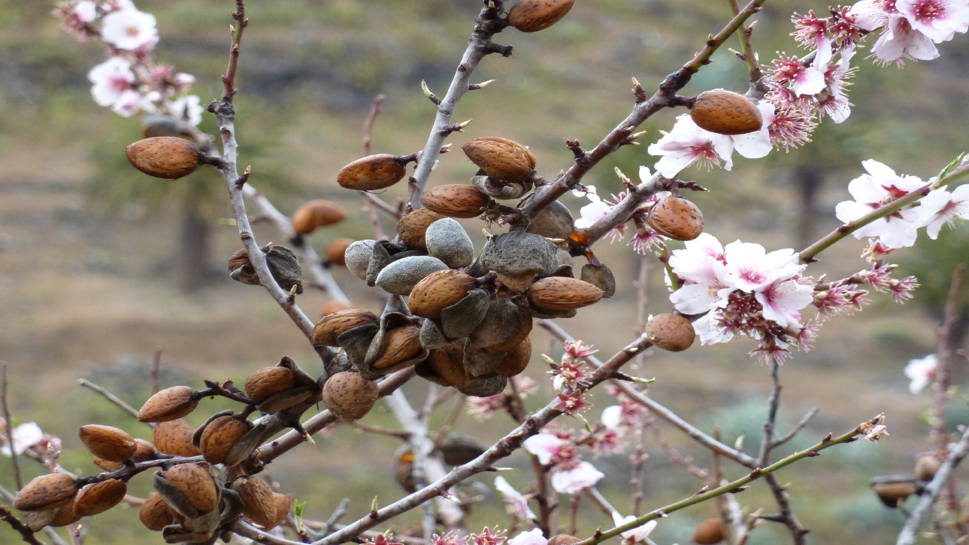 Mandelblüte