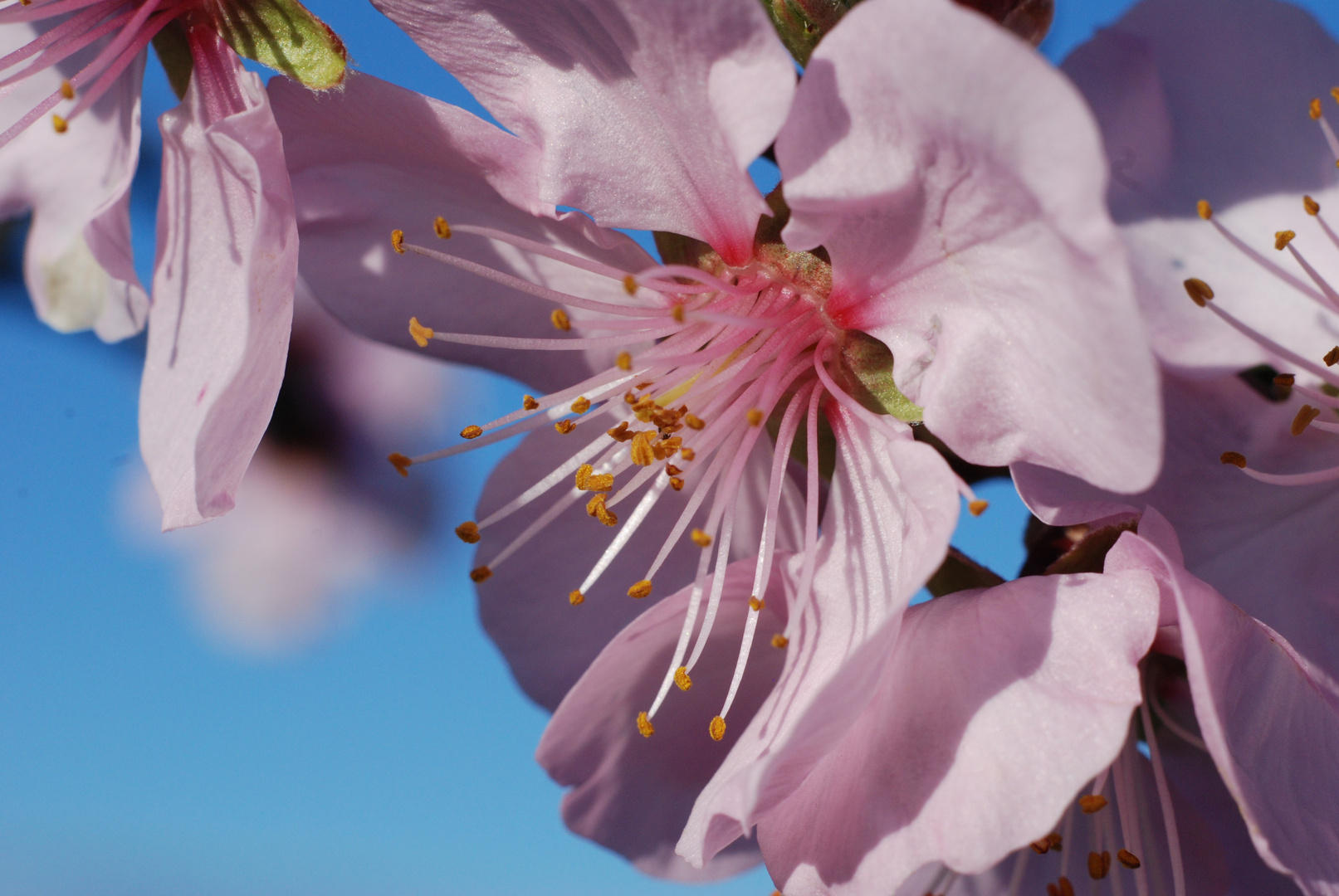 Mandelblüte