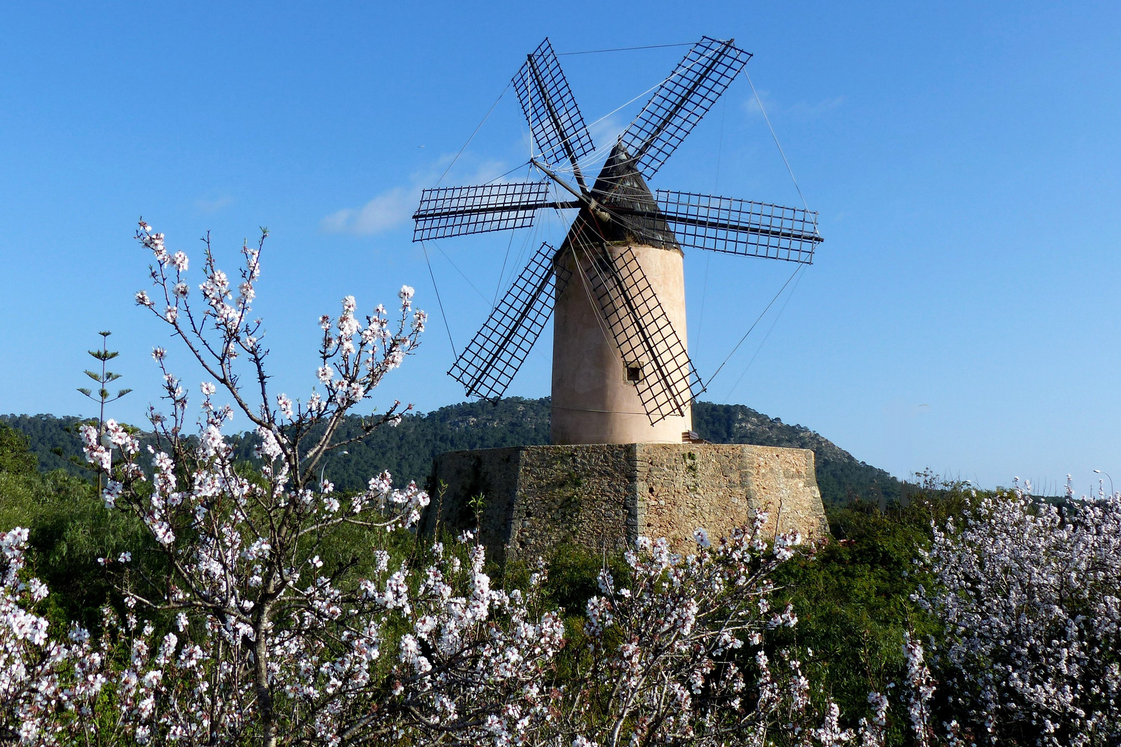 Mandelblüte 