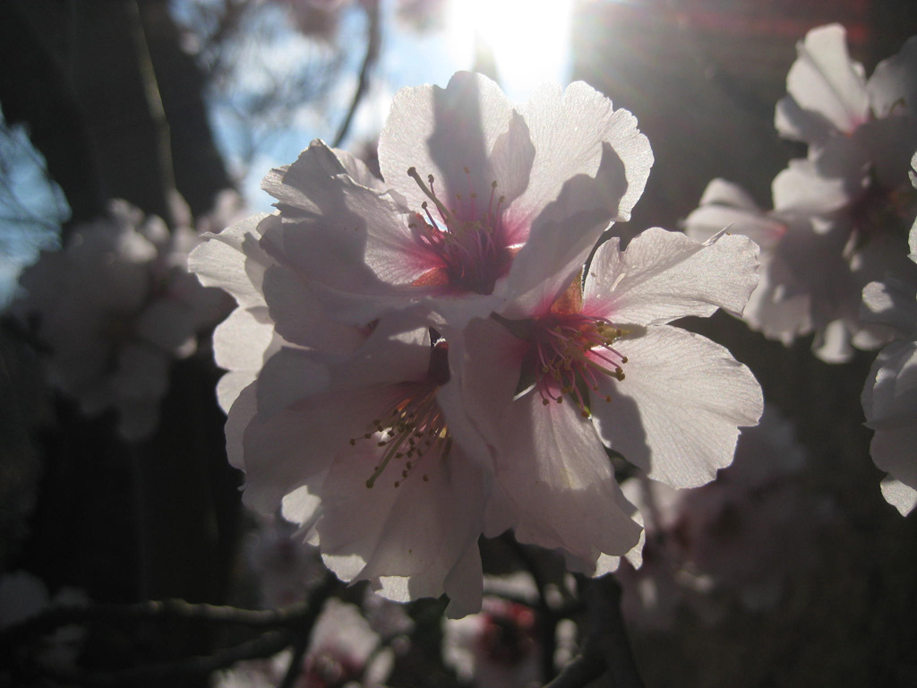 Mandelblüte 