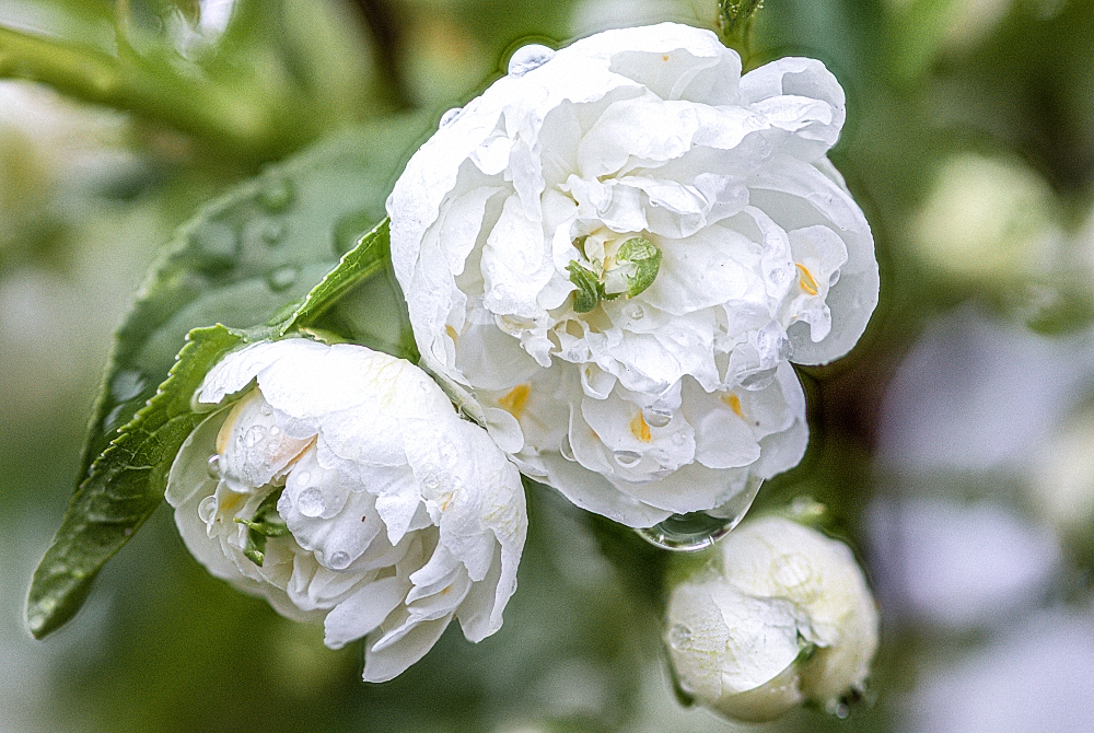 Mandelblüte  