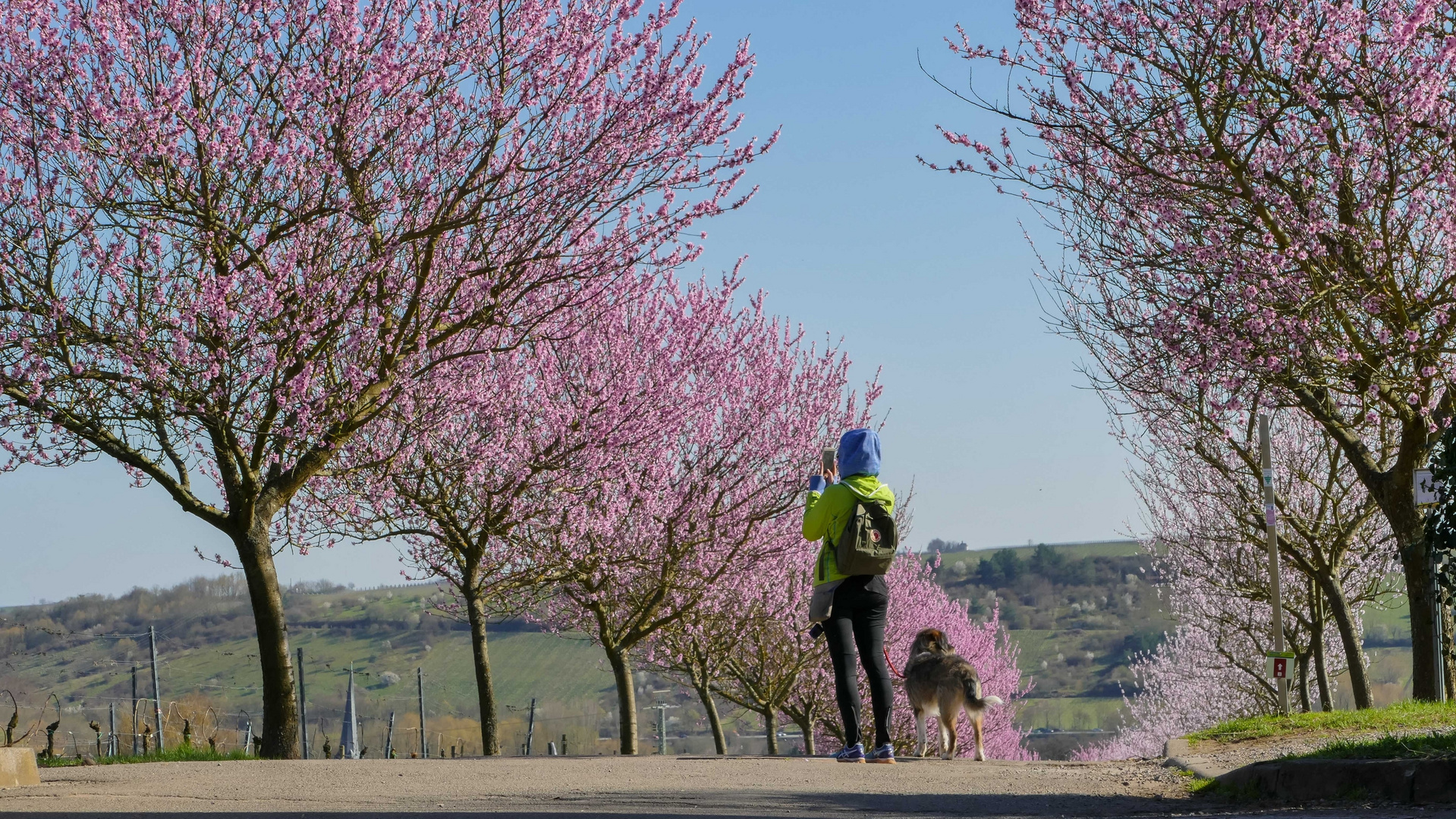 Mandelblüte